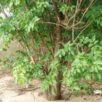 Xylocarpus rumphii (Kostel.) Mabb.